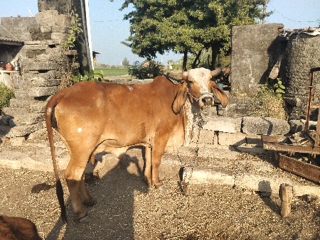 વેચવાની