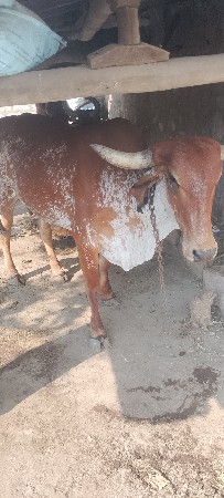 થંબનેલ 3