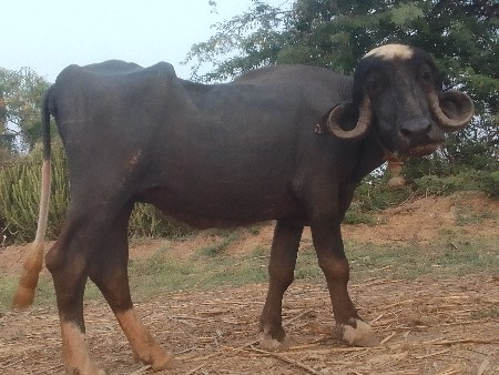 थंबनेल 3