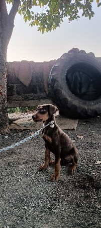 આ ફિમેલ વેચવાની છે