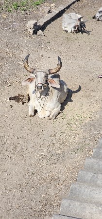 બળદ વેચવા નો છે