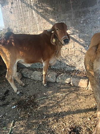 3 વર્ષ ની છે