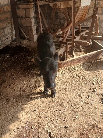 थंबनेल 3