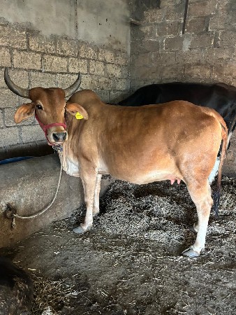 ગાય વેચવાની છે