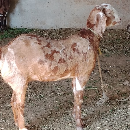 थंबनेल 2