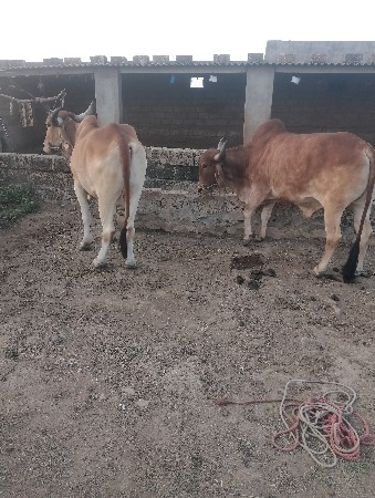 બળદ વેચવાના છે.