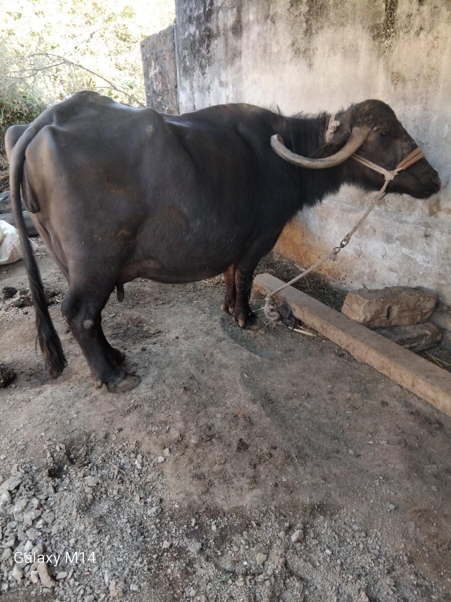 थंबनेल 3