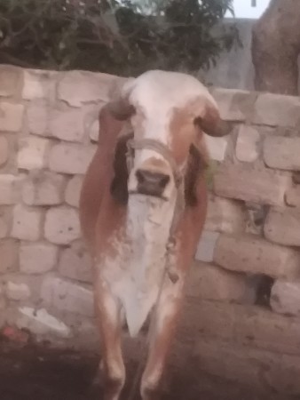 थंबनेल 3