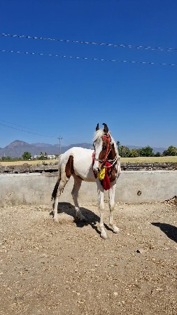 थंबनेल 3