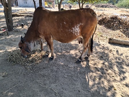 थंबनेल 2