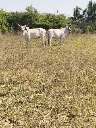 थंबनेल 3