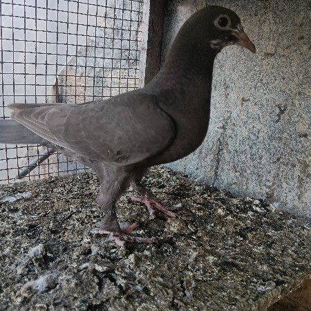 કબુતર નો પટ્ટુ કટ મોજા