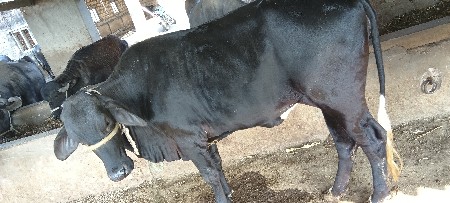 થંબનેલ 2