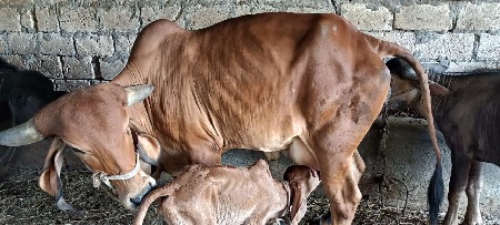 थंबनेल 3