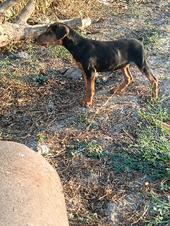 ડોબર ફીમેલ ના સાટા કરવા ના છે