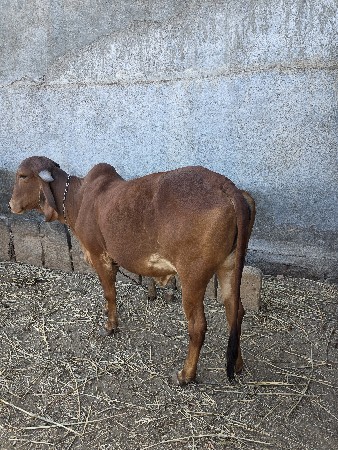 ગીર ઓડકી