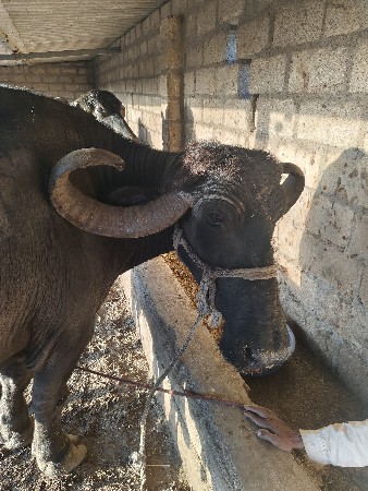 થંબનેલ 3