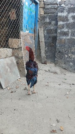 થંબનેલ 2