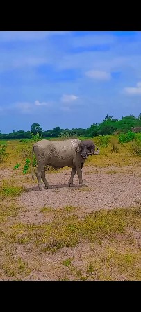 પાડો વેચવાનો છે