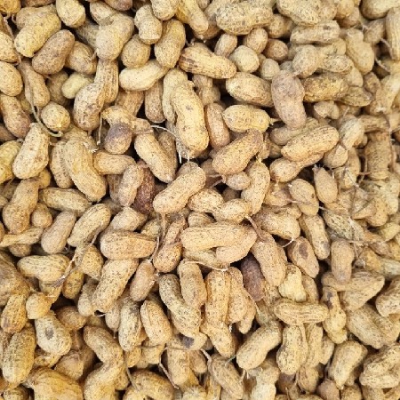 22 નંબર ઓરિજિનલ મગફળી