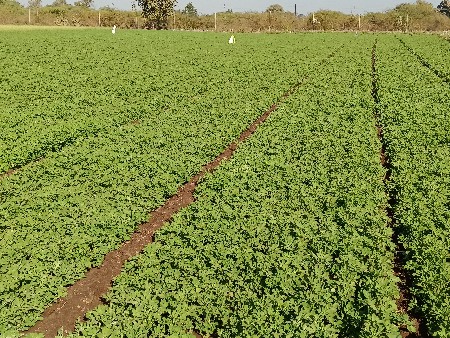 મેથી લીલી