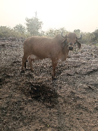 थंबनेल 2