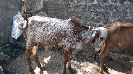 ગિર નંદી આપનો છે