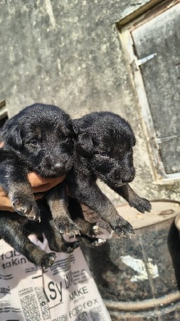 ગલુડિયું જર્મન સફર male