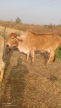 थंबनेल 2