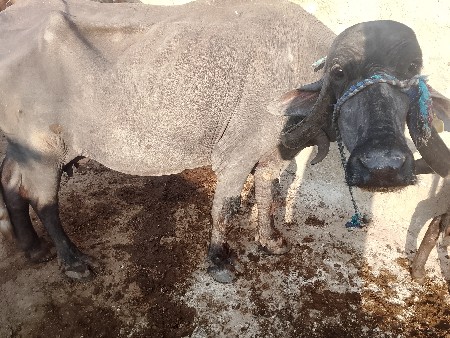 थंबनेल 3