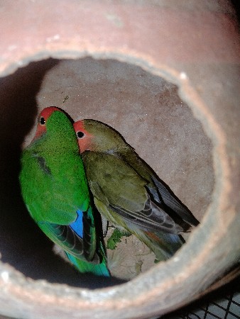 थंबनेल 2