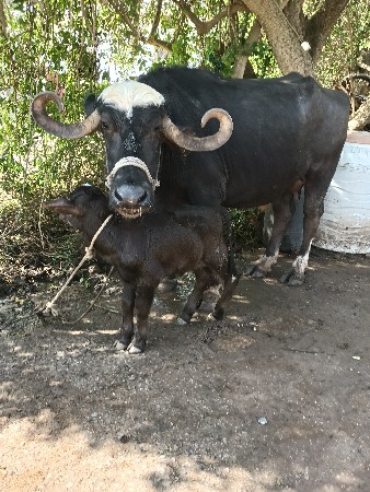 ભેંસ વેચવાની છે બીજું વેતર