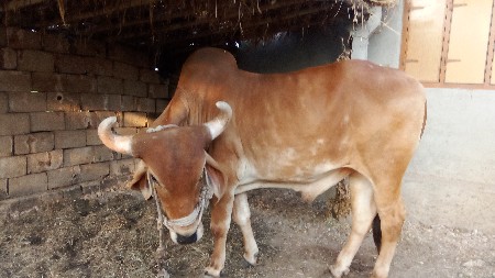 આ બળદ વેંચવાનો છે