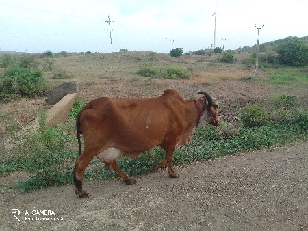 થંબનેલ 2