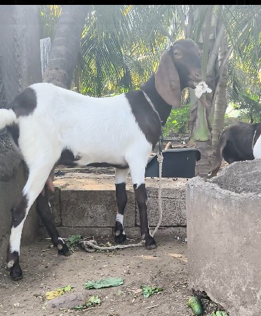 થંબનેલ 2