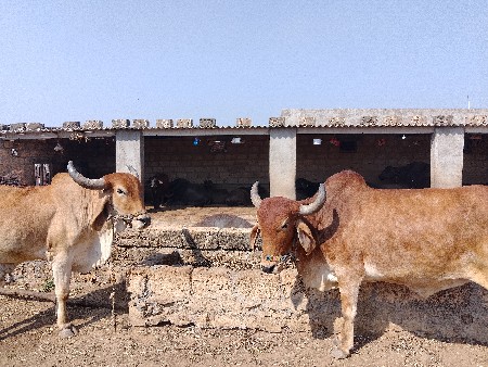 બળદ વેચવાના છે