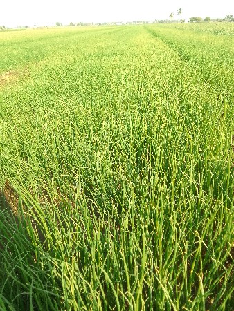 ડુંગળીનો રોપ