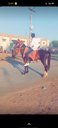 ઘોડો વેચવાનો છે