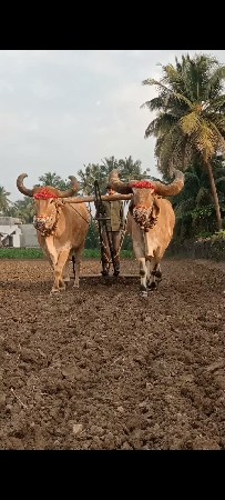 બળદ વેચવાના છે