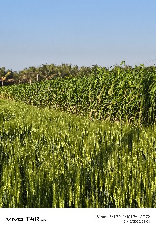 લીલી જુવાર વેસવાની છે