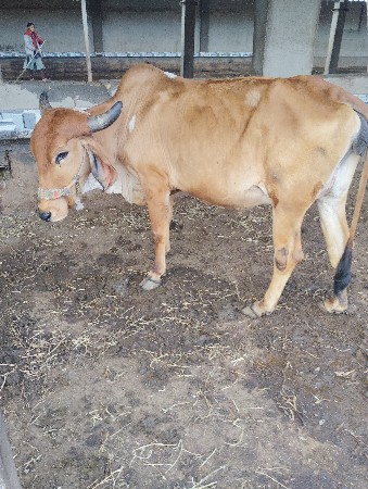 થંબનેલ 2