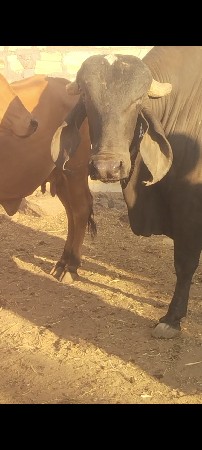 આખો બ્લેક ખૂંટ વેચવાનો છે