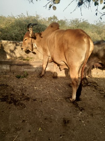 थंबनेल 3