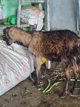 थंबनेल 3