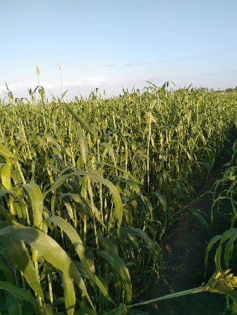 જુવાર નું લીલું