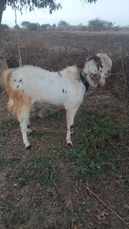 આ બકરો વેચવાનો છે