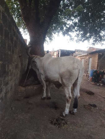 બળદ વેશવાના છે