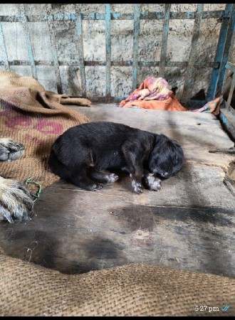 વેચવાના સે