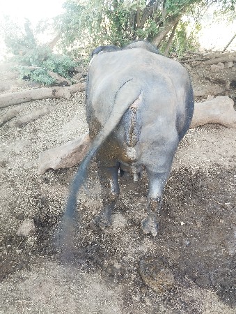 થંબનેલ 3