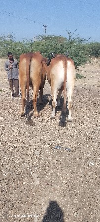 थंबनेल 4